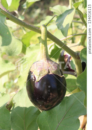 Brinjal seedling on bag in farm for harvest 134016115