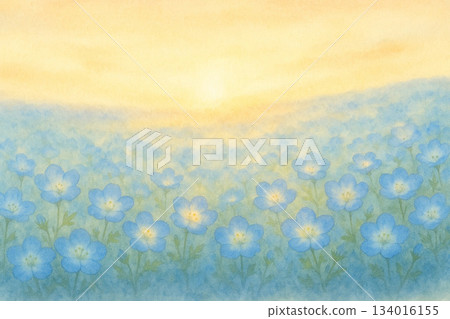 粉蝶花系列：沐浴在晨光中的粉蝶花田春日景色 134016155