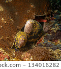 Two snowflake moray eels, Echidna nebulosa, peering out from a coral reef crevice by Verde Island 134016282
