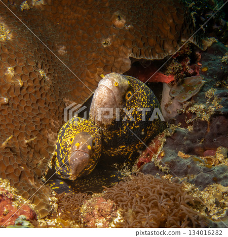 Two snowflake moray eels, Echidna nebulosa, peering out from a coral reef crevice by Verde Island 134016282