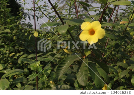 Allamanda blanchetii flower tree plant on farm Allamanda blanchetii flower tree plant on farm 134016288