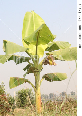 green colored banana firm for harvest green colored banana firm for harvest 134016305