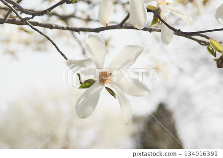 Kobusi flowers blooming in a park in Hokkaido 134016391