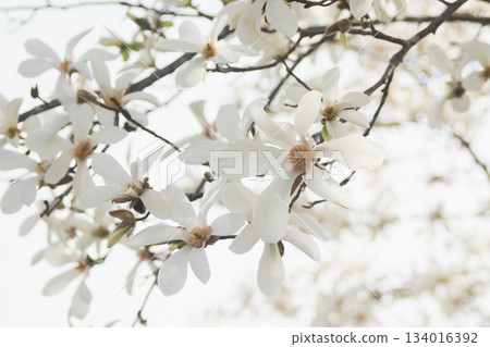 在北海道的一個公園裡盛開的 Kobusi 花 134016392