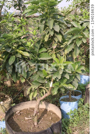 Avocado plant on nursery for sell Avocado plant on nursery for sell 134016639