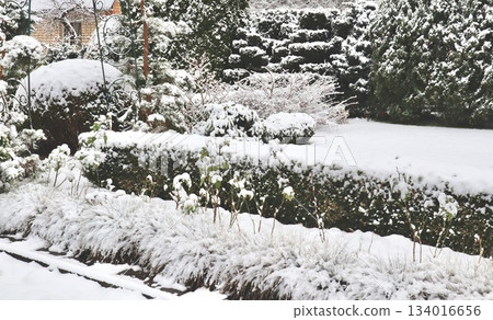 Garden landscape depicting a tranquil winter scene with fresh snow blanketing evergreen shrubs, plants, and the ground Garden landscape depicting a tranquil winter scene with fresh snow blanketing evergreen shrubs, plants, and the ground 134016656