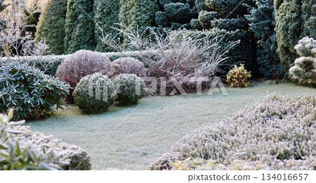Frost covering garden plants and lawn in a winter landscape, showing cold weather and frozen nature Frost covering garden plants and lawn in a winter landscape, showing cold weather and frozen nature 134016657