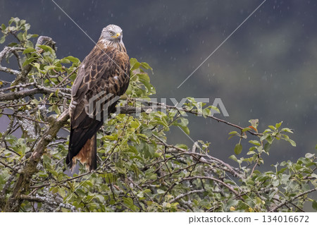 Red kite perched on a branch in the rain at Feldkirch, Vorarlberg, Austria during a rainy day 134016672