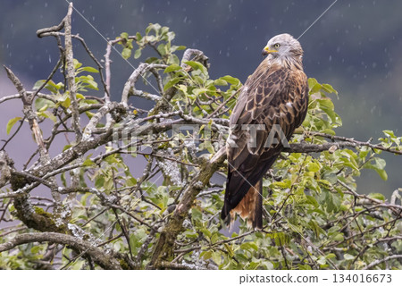 Red kite sits on a branch in the rain in Feldkirch Vorarlberg Austria 134016673