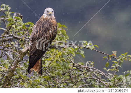 Red kite perched on a branch in the rain in Feldkirch, Vorarlberg, Austria during a wet day 134016674