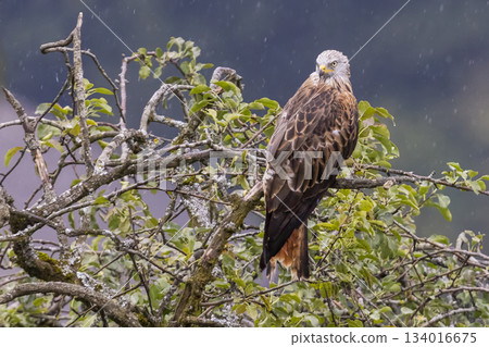 Red kite resting on a branch in rain during a cloudy day in Feldkirch, Vorarlberg, Austria Red kite resting on a branch in rain during a cloudy day in Feldkirch, Vorarlberg, Austria 134016675