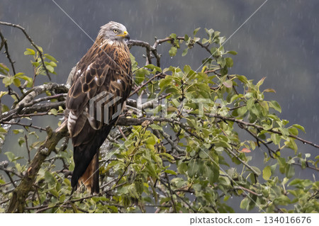 Red kite perched on tree branch during rain in Feldkirch, Vorarlberg, Austria 134016676