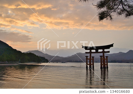 【廣島縣宮島市】嚴島神社，大鳥居，日落，魔幻時刻 134016680