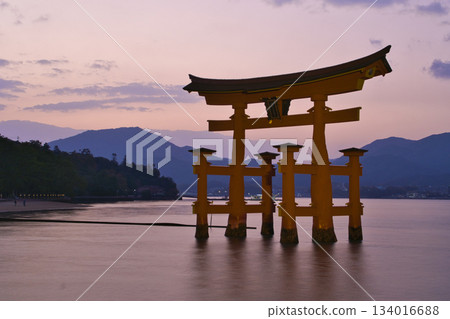 [Hiroshima Prefecture, Miyajima] Itsukushima Shrine, Great Torii Gate, Sunset, Magic Hour 134016688
