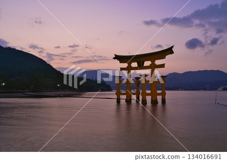 [Hiroshima Prefecture, Miyajima] Itsukushima Shrine, Great Torii Gate, Sunset, Magic Hour 134016691