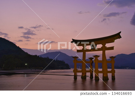 [Hiroshima Prefecture, Miyajima] Itsukushima Shrine, Great Torii Gate, Sunset, Magic Hour 134016693