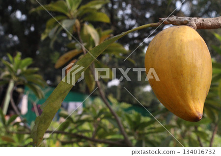 Canistel fruit on tree in farm Canistel fruit on tree in farm 134016732
