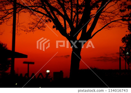 Sunset at Hanazono Central Park Sunset at Hanazono Central Park 134016743