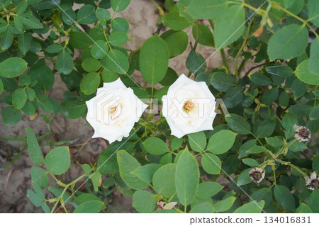 Two white rose flowers bloom in the garden against a backdrop of healthy green leaves. View from above. Horizontal image. Natural background. Two white rose flowers bloom in the garden against a backdrop of healthy green leaves. View from above. Horizontal image. Natural background. 134016831