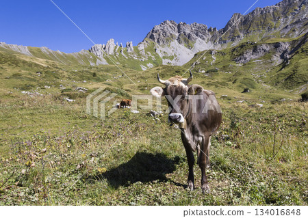 Brown Swiss Braunvieh cattle grazing on alpine meadow near Lunersee, Ratikon Alps, Vorarlberg, Austria 134016848