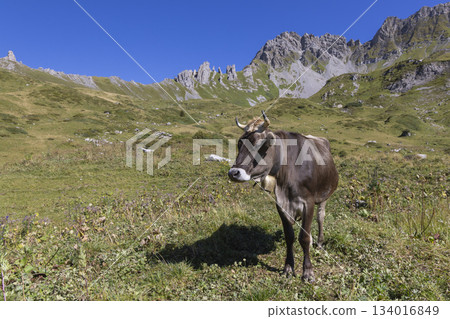 Brown Swiss Braunvieh cattle grazing on alpine meadow near Lunersee, Ratikon Alps, Vorarlberg, Austria 134016849