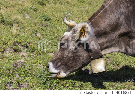 Brown Swiss Braunvieh cattle graze in the alpine meadow near Lunersee in Vorarlberg, Austria, surrounded by Ratikon Alps Brown Swiss Braunvieh cattle graze in the alpine meadow near Lunersee in Vorarlberg, Austria, surrounded by Ratikon Alps 134016851