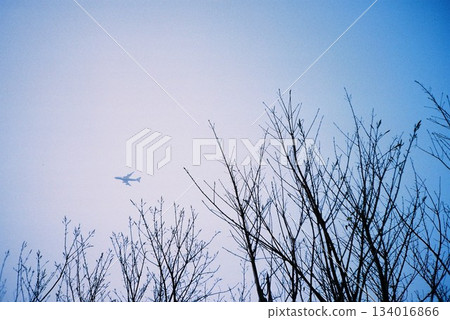 Aeroplane with tree Aeroplane with tree 134016866