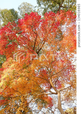 Maple trees at Hiraoka Park in Higashiosaka City 134016985
