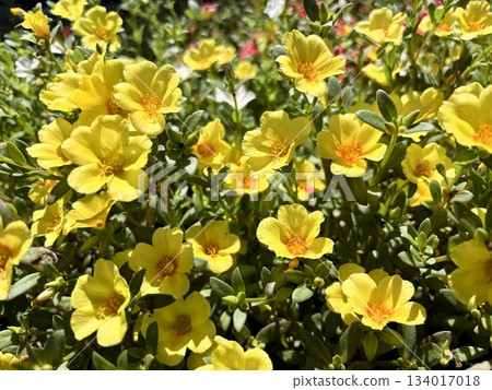 Yellow portulaca blooming in the summer sunshine Yellow portulaca blooming in the summer sunshine 134017018