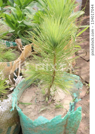 Caribbean pine plant on nursery Caribbean pine plant on nursery 134017044