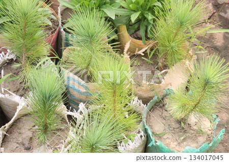 Caribbean pine plant on nursery 134017045