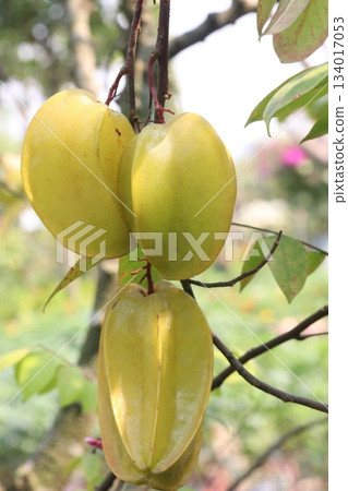 Carambola on tree in farm for harvest are cash crops Carambola on tree in farm for harvest are cash crops 134017053