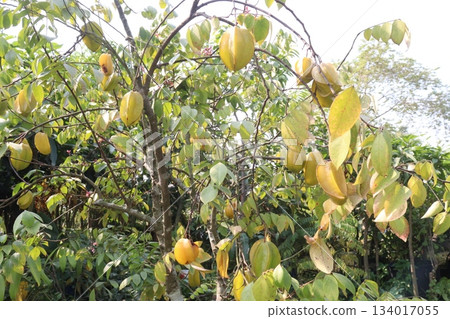 Carambola on tree in farm for harvest are cash crops Carambola on tree in farm for harvest are cash crops 134017055