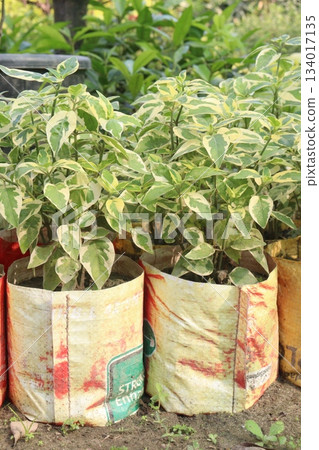 Anastasia Hanging plant on bag Anastasia Hanging plant on bag 134017135