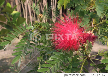 Calliandra haematocephala flower plant on farm 134017167