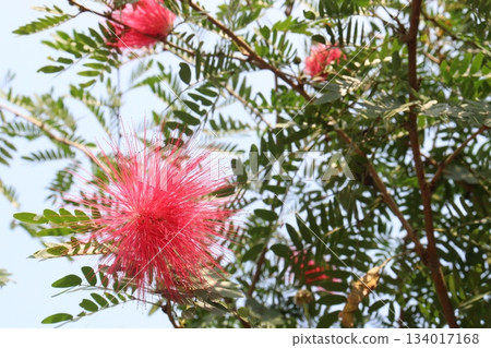 Calliandra haematocephala flower plant on farm 134017168