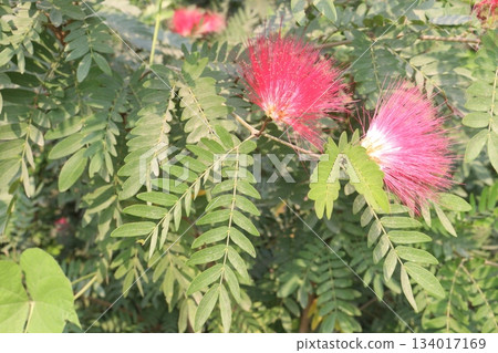 Calliandra haematocephala flower plant on farm 134017169