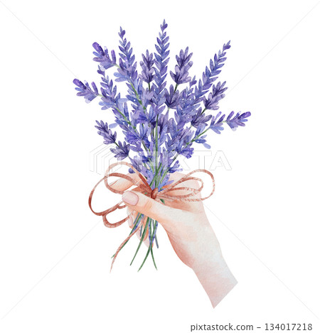 Delicate female hand holds rustic lavender bouquet tied with twine. Romantic watercolor illustration purple flowers, isolated on white background. Botanical art for spa, wedding, designs, textille 134017218