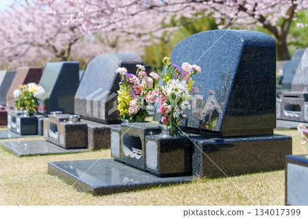 A spring cemetery surrounded by abundant nature, with cherry blossoms in full bloom and rows of gravestones. 134017399