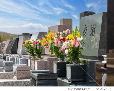 A Western-style gravestone engraved with the word "gratitude" and colorful Buddhist flowers offered. A scene of rows of gravestones against the blue sky. 134017402