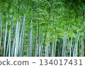 Bamboo forest light up 134017431