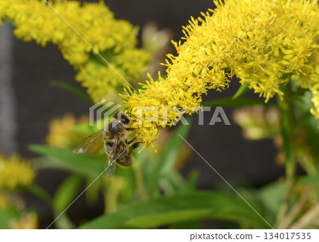 Close up view of Honey Bees collecting pollen from Goldenrod flowers Close up view of Honey Bees collecting pollen from Goldenrod flowers 134017535