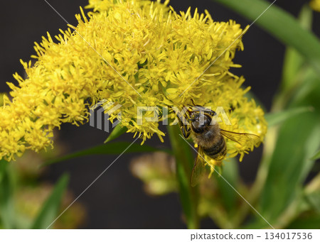 Close up view of Honey Bees collecting pollen from Goldenrod flowers Close up view of Honey Bees collecting pollen from Goldenrod flowers 134017536