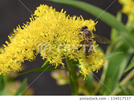Close up view of Honey Bees collecting pollen from Goldenrod flowers Close up view of Honey Bees collecting pollen from Goldenrod flowers 134017537
