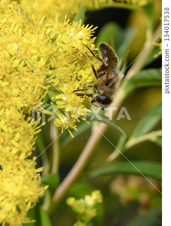 Close up view of Honey Bees collecting pollen from Goldenrod flowers Close up view of Honey Bees collecting pollen from Goldenrod flowers 134017538