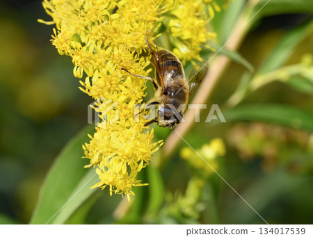Close up view of a Honey Bee collecting pollen from Goldenrod flowers Close up view of a Honey Bee collecting pollen from Goldenrod flowers 134017539
