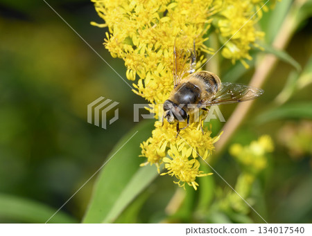 Close up view of a Honey Bee collecting pollen from Goldenrod flowers Close up view of a Honey Bee collecting pollen from Goldenrod flowers 134017540
