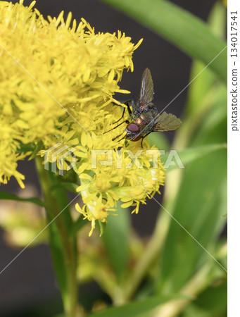 Close up view of a fly collecting pollen from Goldenrod flowers 134017541