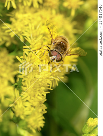 Close up view of a Honey Bee collecting pollen from Goldenrod flowers Close up view of a Honey Bee collecting pollen from Goldenrod flowers 134017546