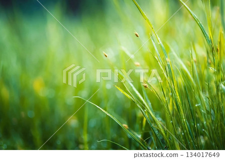 Abstract blurred green spring grass background 134017649